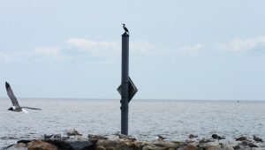 A Double-Crested Cormorant on the Bowers Jetty pole. (Thank you Ken Harper for the bird ID)
