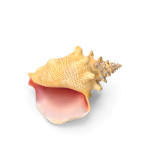 Conch_Shell