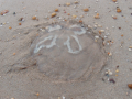 beachfind1