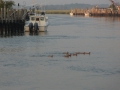 boatsnducksmurderkill