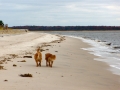 bowersbeachstroll