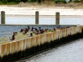 ducksboatdocks