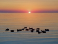 duckwavesunrise