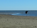eagleonbowersbeach