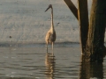 heron